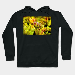 tulips Hoodie